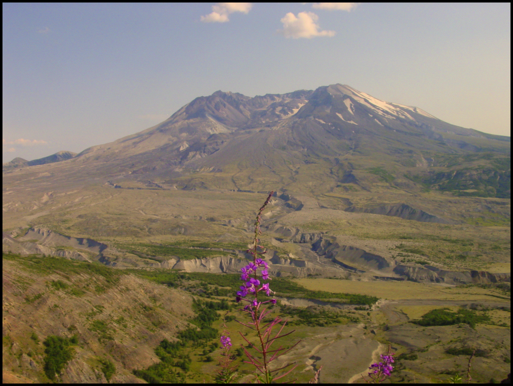 flowering pink-purple fireweed in foreground, late
            August snow on a Cascade peak covered by some grass and a
            few trees, new growth since 1984 eruption