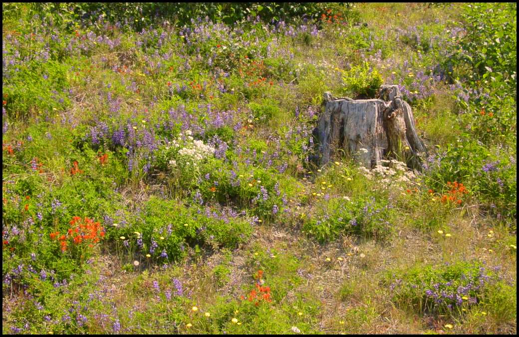 burnt tree
              stump surrounded by a wided variety of wildflowers,
              including red Indian paintbrush