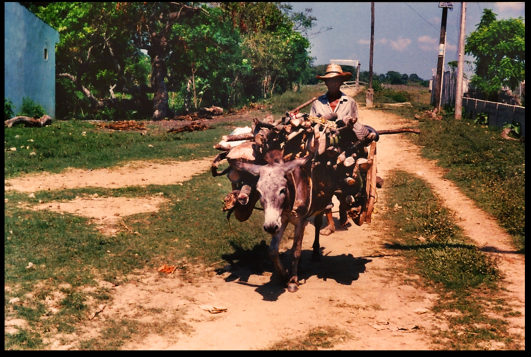 a Santisima Cruz burro hauls
              firewood in a wooden frame as driver walks behind