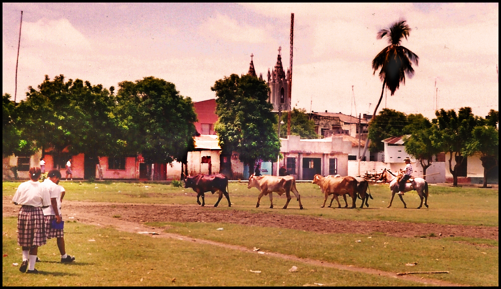 schoolgirls in uniform and small
              cattle drive cross soccer field in opposite directions