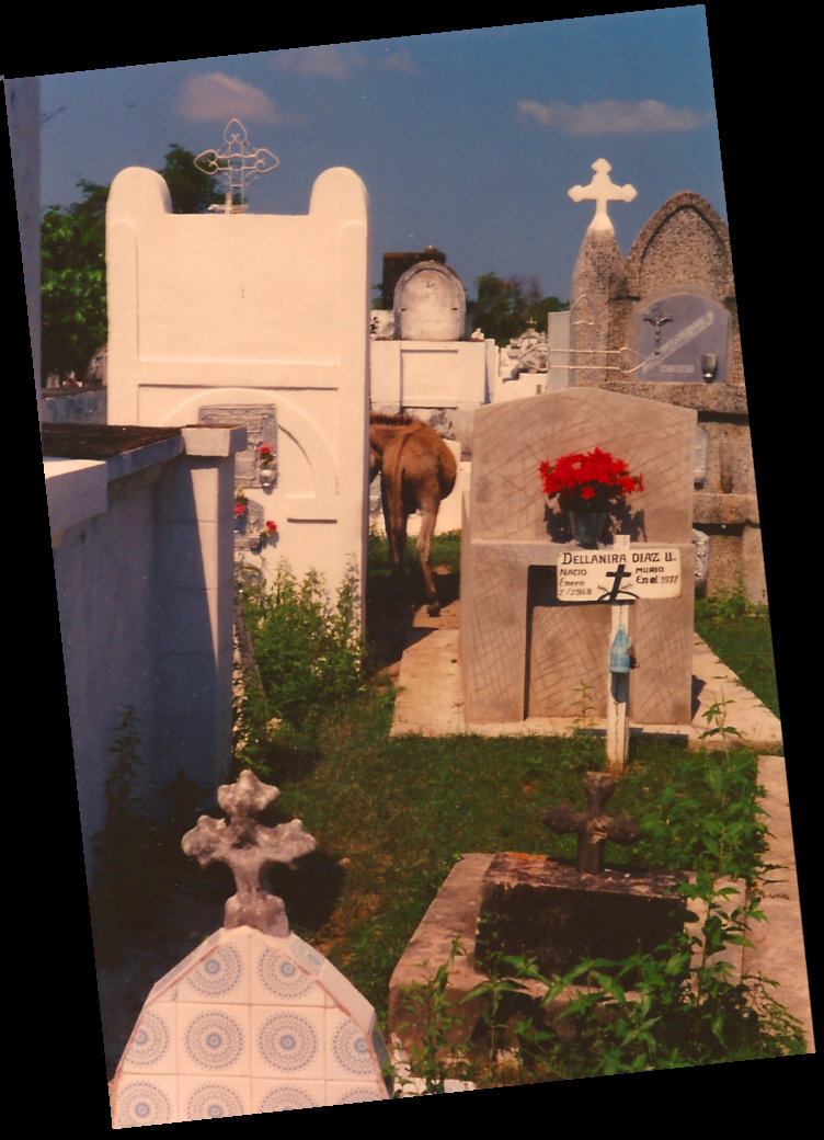 equine grazes
              closely surrounded by flower- and cross-decorated stones
              and mausolea