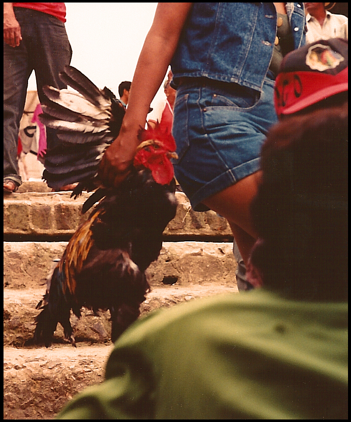 carrying a rooster by the left
              wing, a young woman in neat new jeans shorts suit heads
              from Santisima Cruz' twice-weekly main plaza market down
              the dock steps for a chalupa to her home village