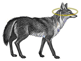 coyote with golden halo