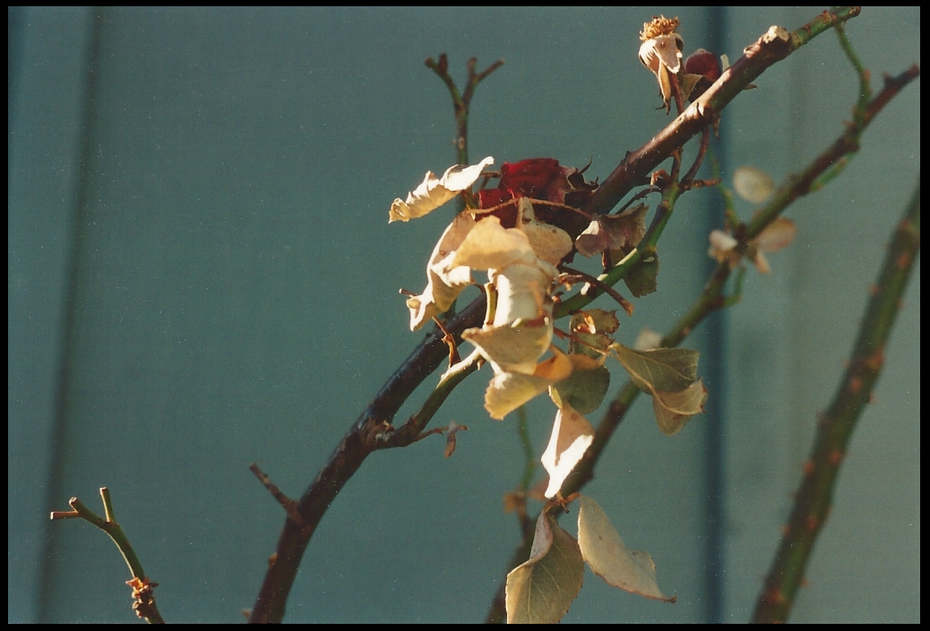 a dried red rose or two
              remains, a leaf or two, against deep aqua house wall