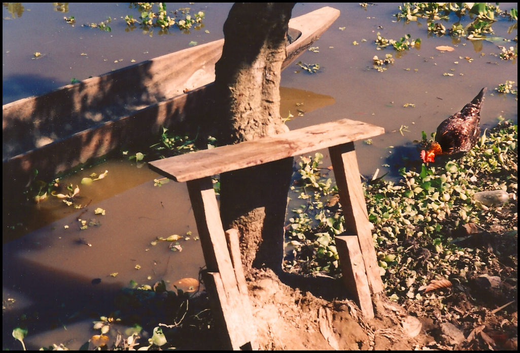 2-legged workbench leans
              against canalside tree, hen forages in water hyacinths,
              dugout rests empty