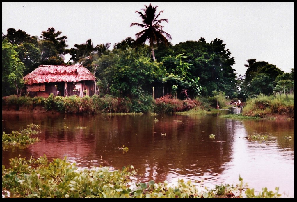 thatched shack alone in
              countryside surrounded by high water and lush vegetation,
              canoe in a canal