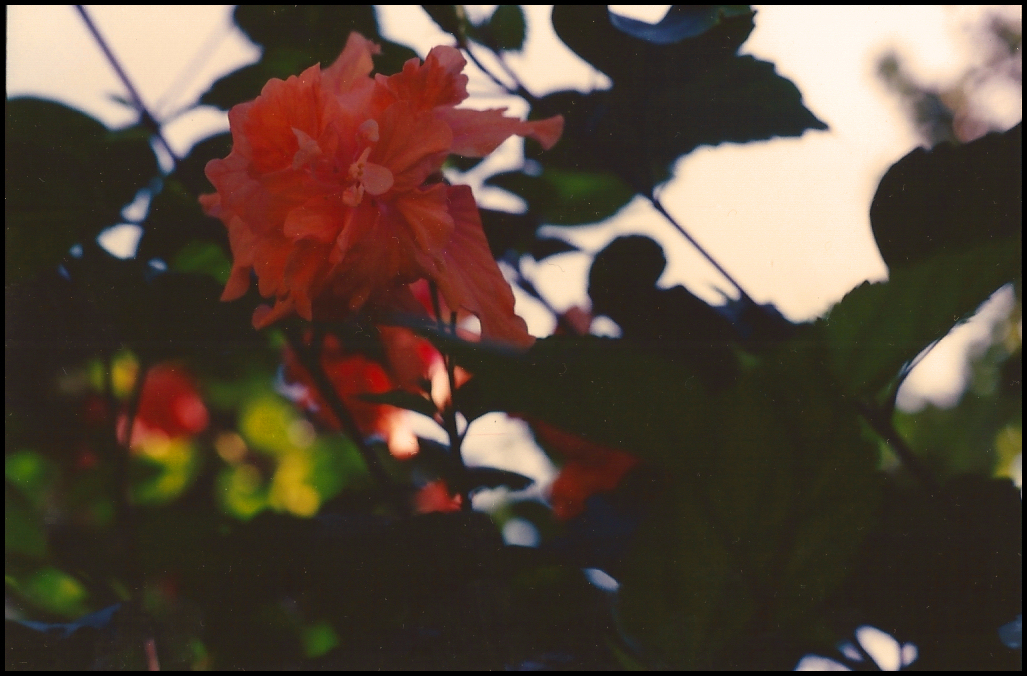 multi-petaled deep
              peach tropical flower (multi-hibiscus?) in shade