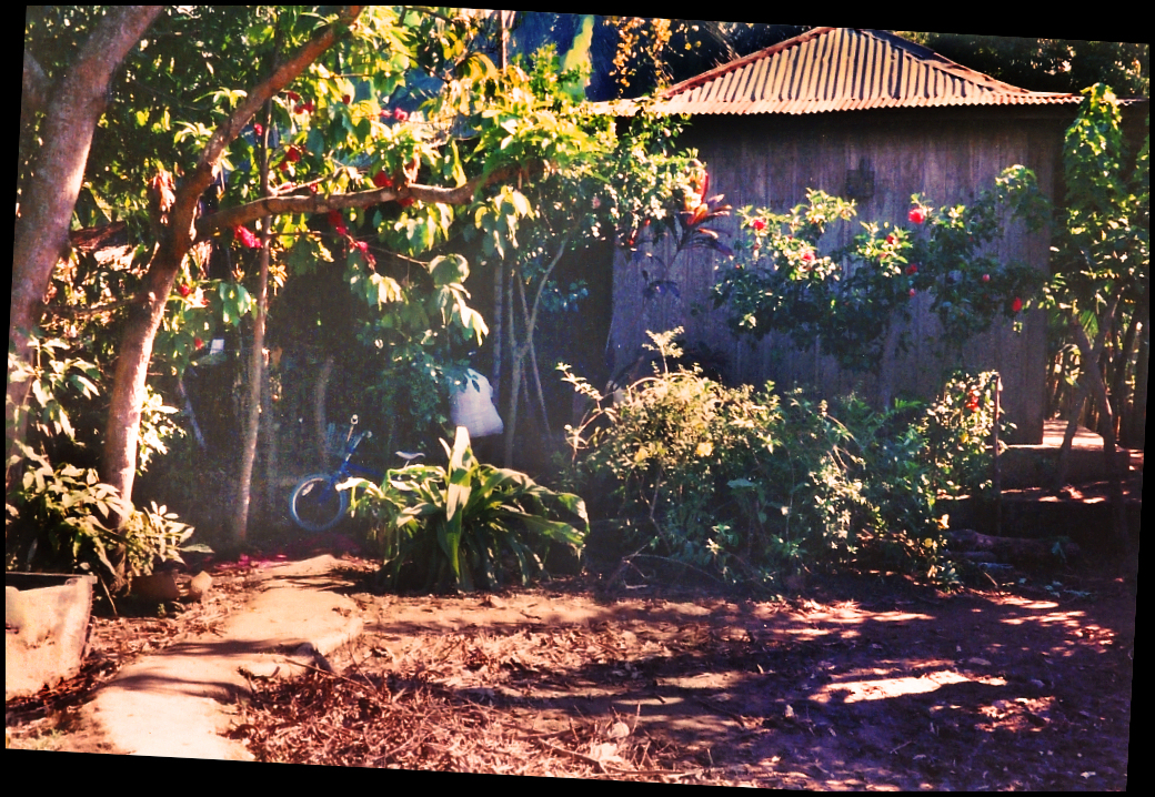 tropical and subtropical red-flowering
                plants wildly criss-cross dirt front yard of two-storey
                farmhouse