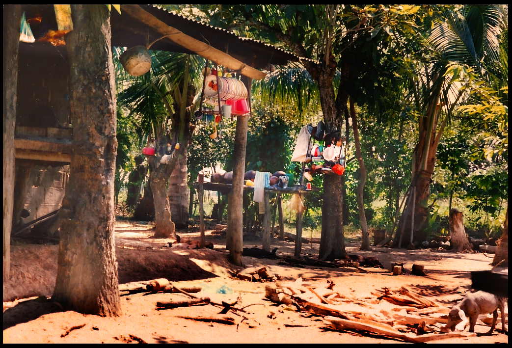 spacious,
            heavily palm-shaded, rural dirt farm yard, pig scavenging,
            kitchen pots and utensils neatly sitting on benches or
            hanging from rafters and trees