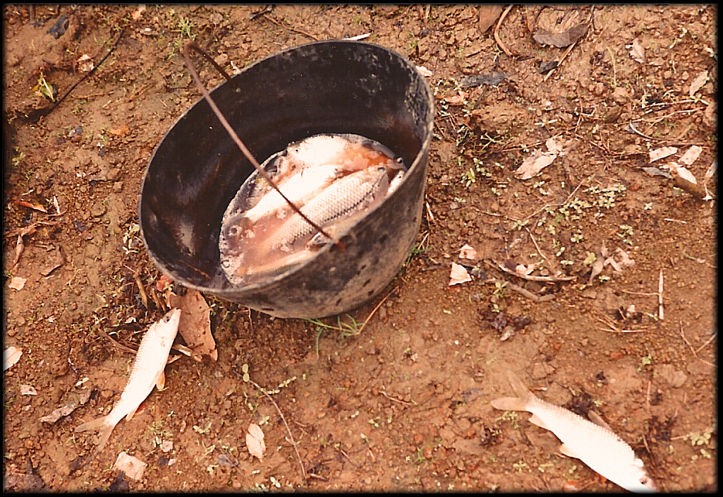 a pile of little fish fill
              the bottom of balck metal bucket