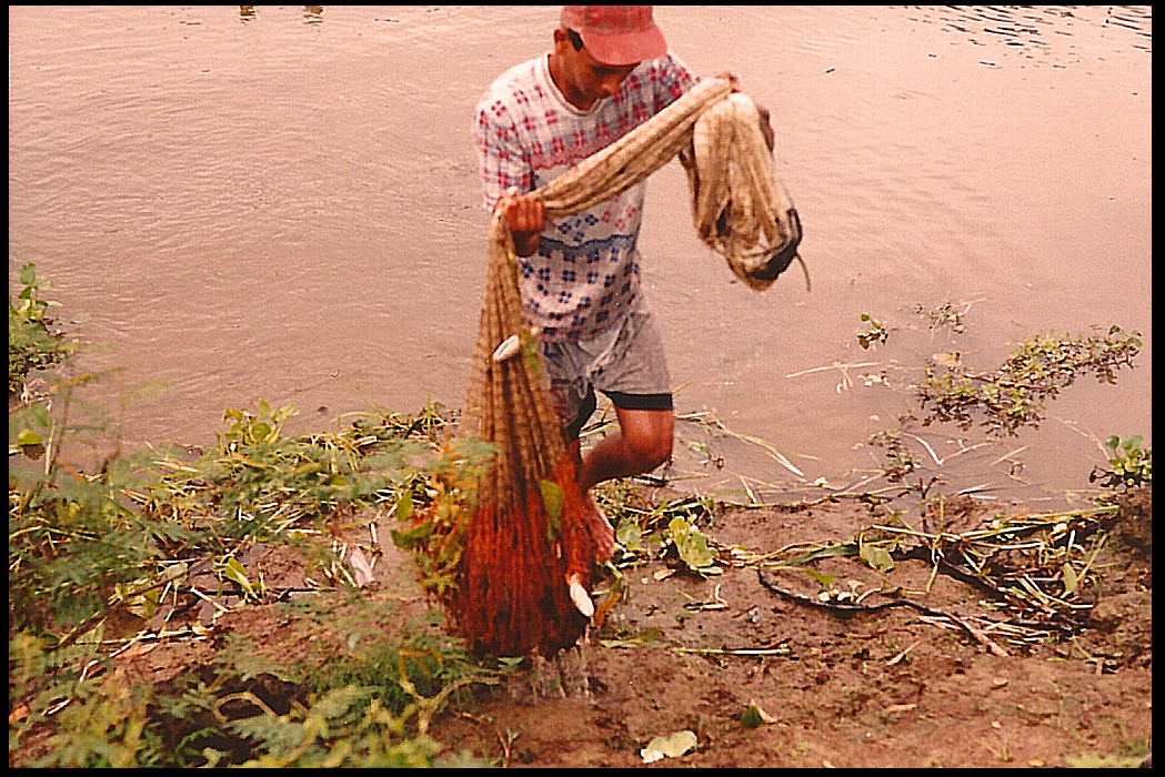 hauling in the net with some
              fishies in it