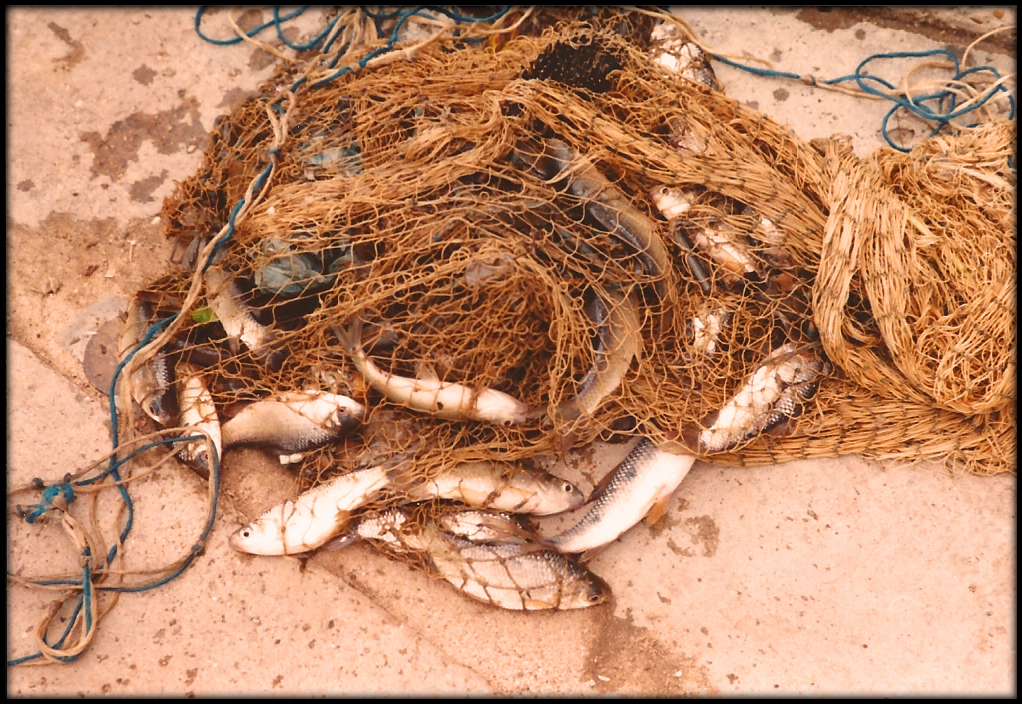 net on ground full of a dozen
              or so little fishies