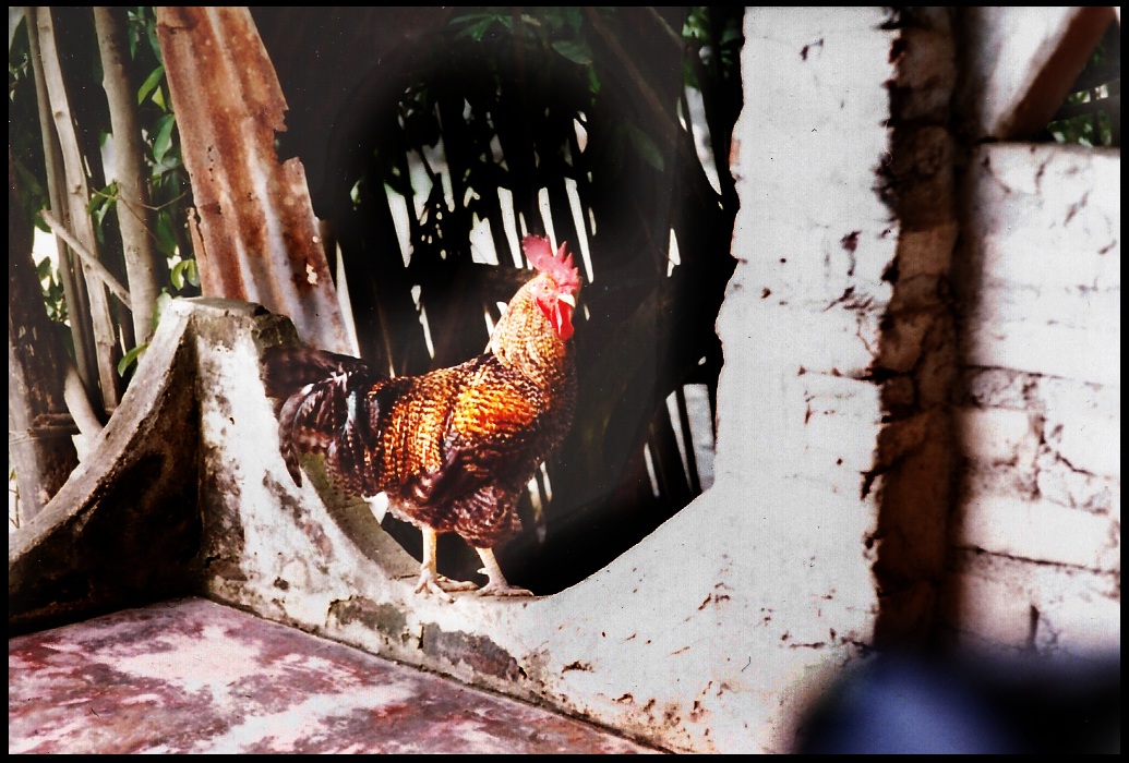 rooster typical of the kind
              seen around Santisima Cruz: a mix of dark and golden
              feathers