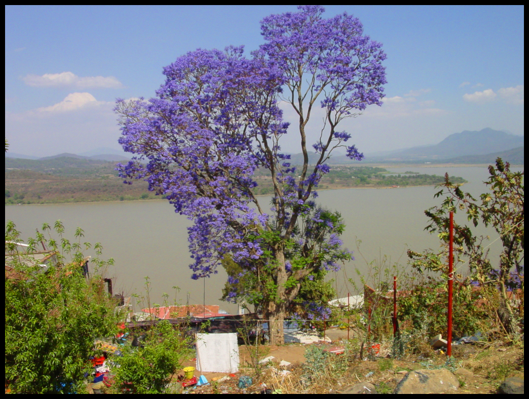 tall blue-purple blossoming tree above a lake
              with dormant volcanoes and central Mexican countryside