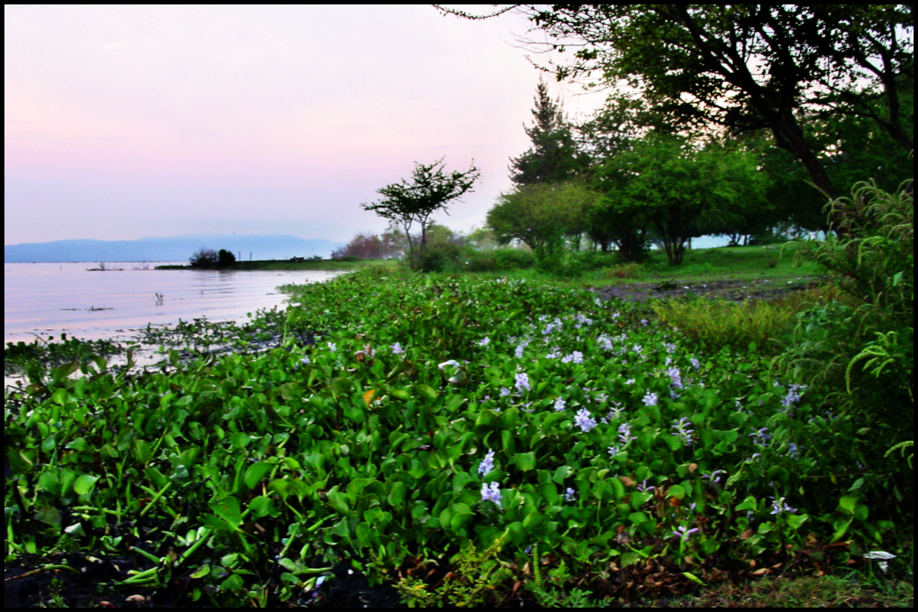 large bunches of blue 'liria'
              pushed up against the shoreline of Lake Chapala, Mexico