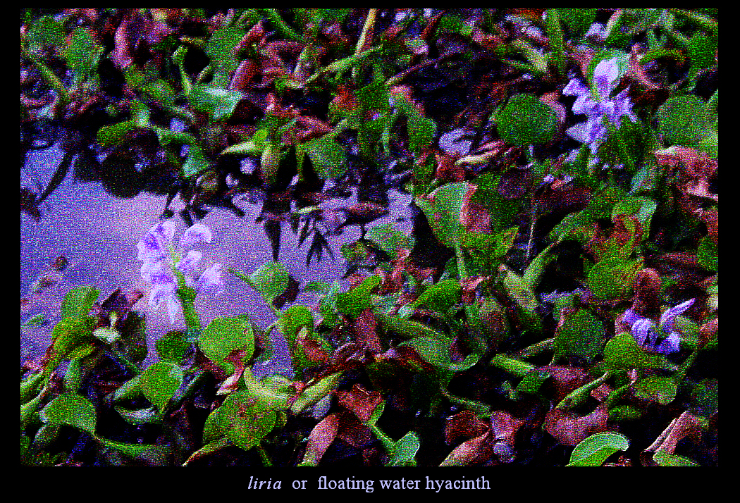 close-up of
              blue-purple water hyacinth as seen floating downstream
              during Santisima Cruz rainy season