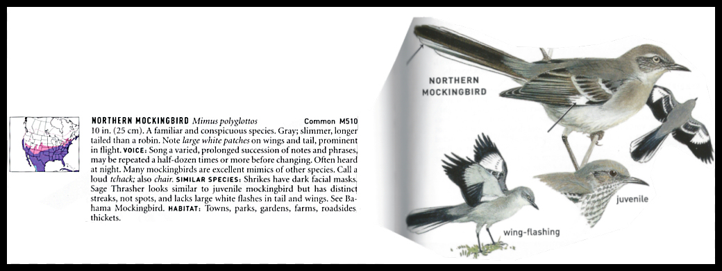 pages from
                    birding book showing Northern Mockingbird,
                    describing it, and mapping its range