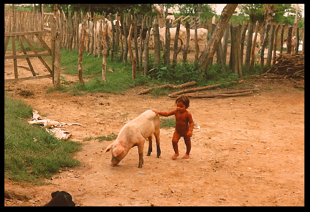 3-4 year old naked boy
              handles a pig that comes up to his shoulders in dirt
              farmyard, cattle in pen behind