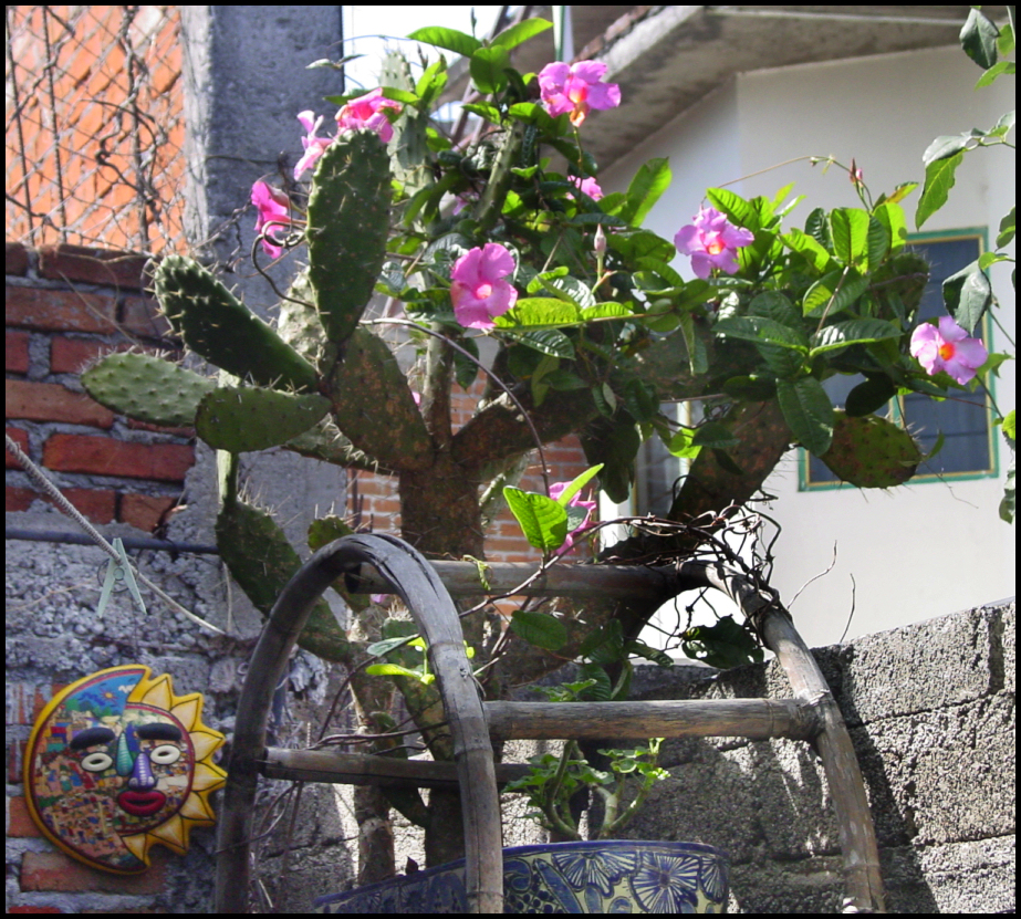 high bamboo garden pot stand with nopal decked
            by pink mandevilla