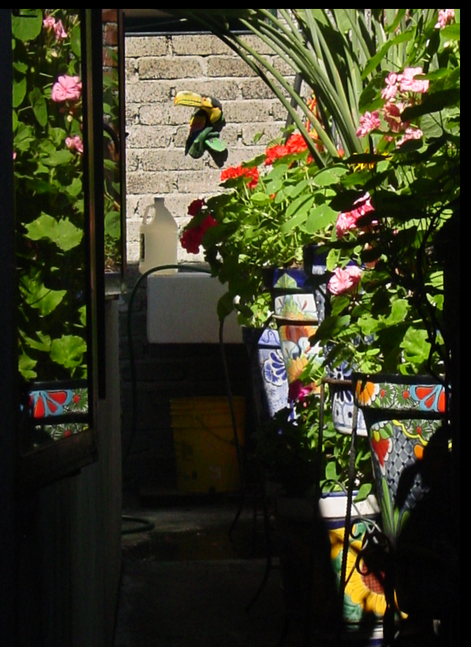 red and pink geraniums in brilliantly multi-colored
            Mexican talavera pots and a yellow-beaked ceramic toucan on
            wall