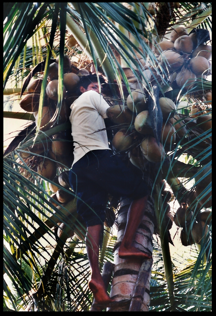 barefoot teen atop ladder in
              coconut tree seen from below