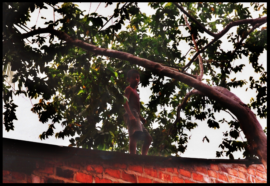 boy on brick farmhouse roof
              picking guava from overhanging tree