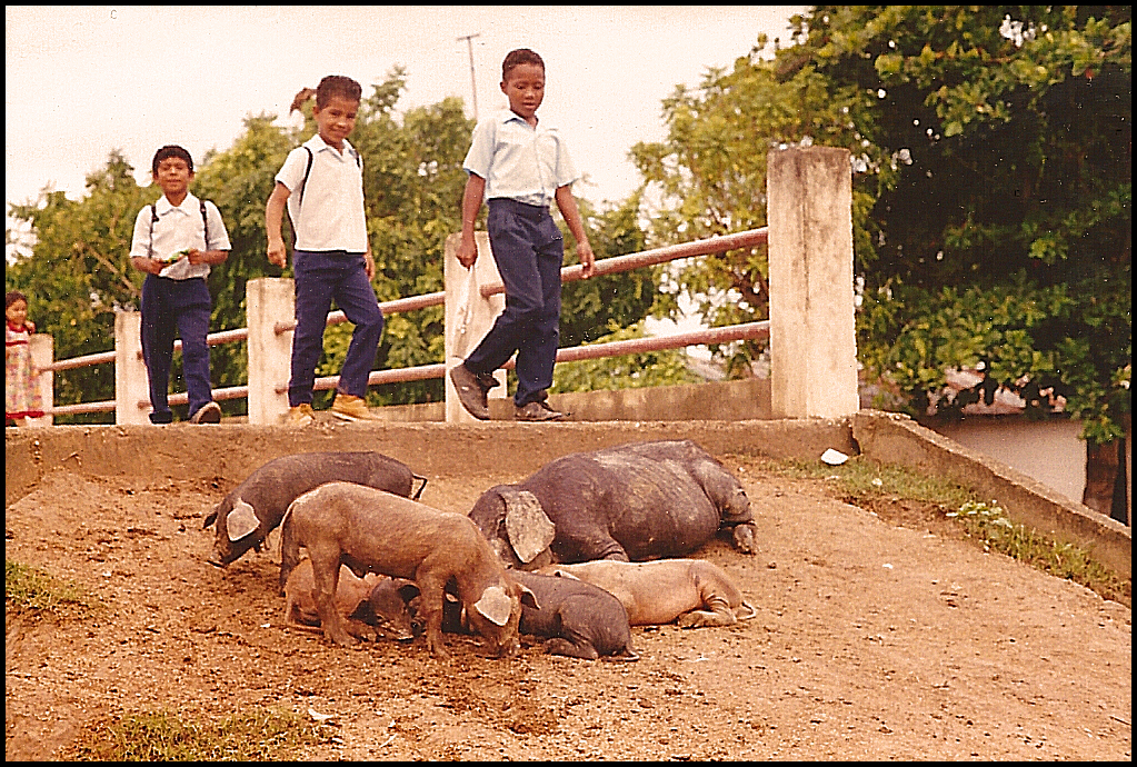 three uniformed 10-year-old
              schoolboys crossing the foot and cart bridge over the
              canal encounter a pig fiesta