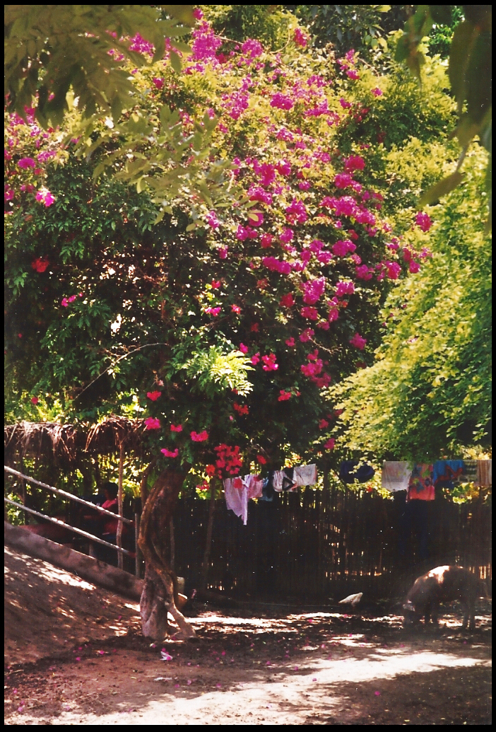 pig roots by an ancient fuscia
              bougainvillea vine covering a tree beside a principal
              caño footbridge