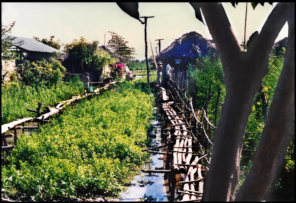 raw log footbridges on stilts
              connecting houses over flooded terrain