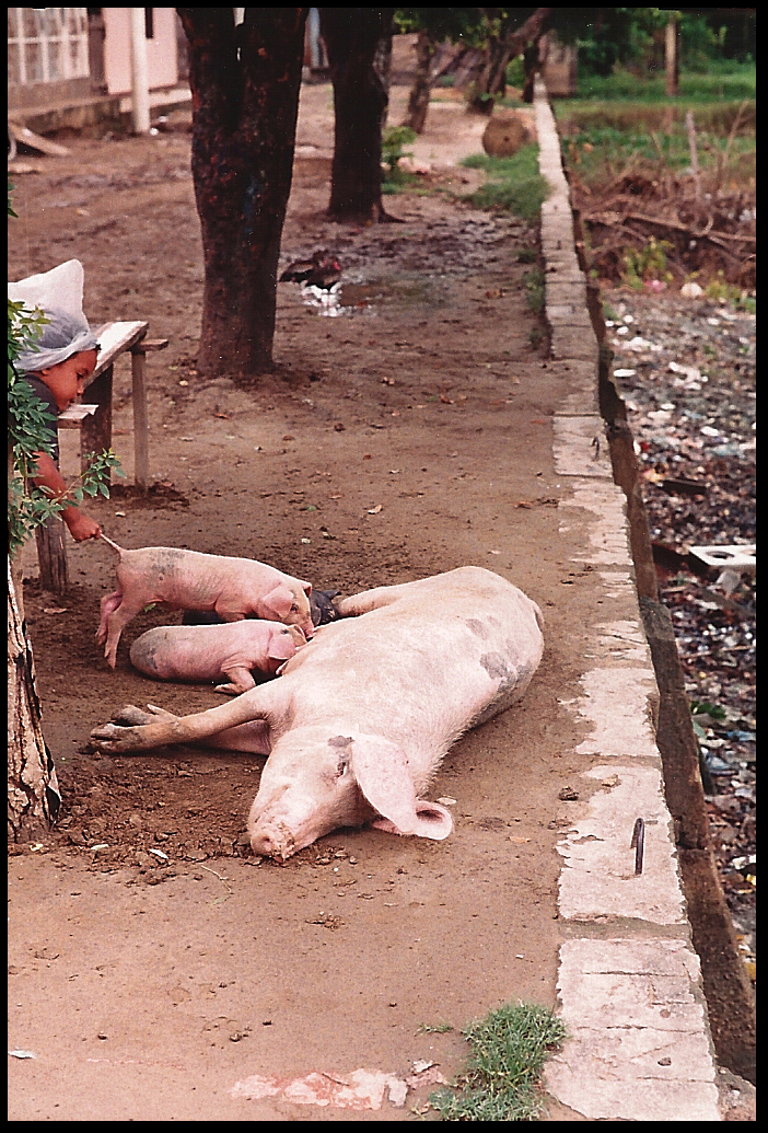 sow feeding piglets on main walkway
              of Santisima Cruz, small child pulling one piglet's tail