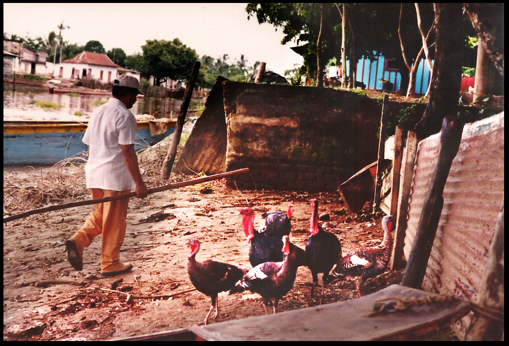 group of turkeys on bank of river with driver, boats
            and houses