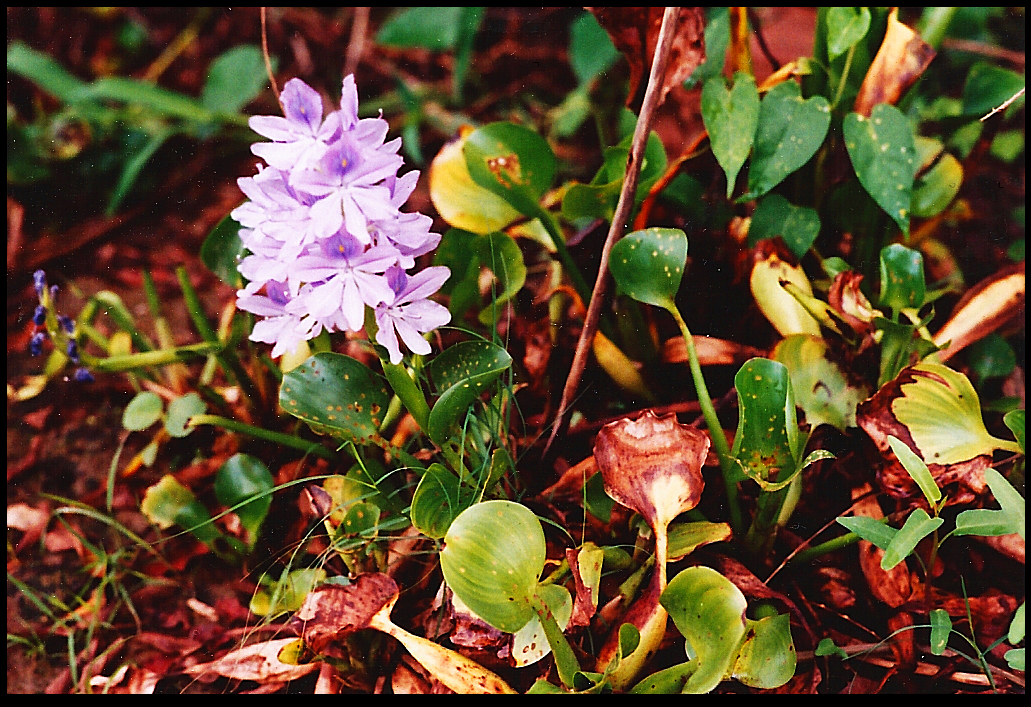 a single water hyacinth in
              Santisima Cruz