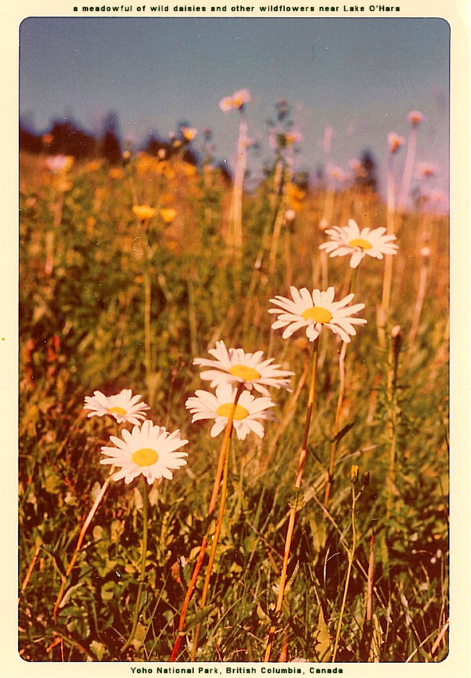 a meadowful of wild daisies and
          other wildflowers near Lake O'Hara