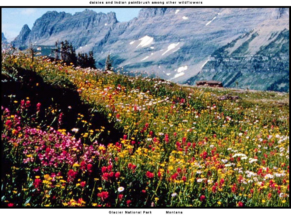 daisies and Indian paintbrush among
          other wildflowers, Glacier Nat'l. Park, Montana