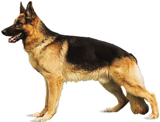 German shepherd with golden fur