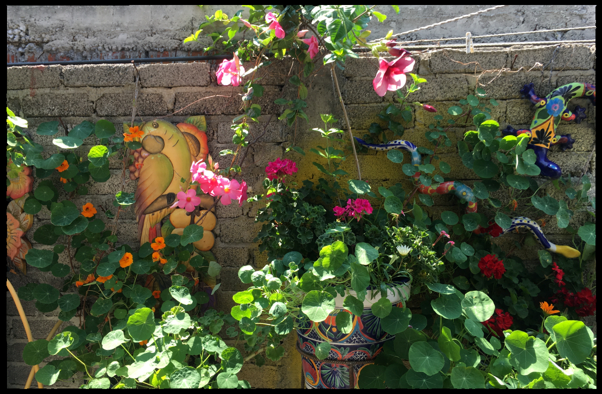 Spanish talavera
        ceramics, painted carved-wood birds and real nasturtiums,
        geraniums, mandeville and gazania decorate a previously ugly
        cinderblock Mexican wall