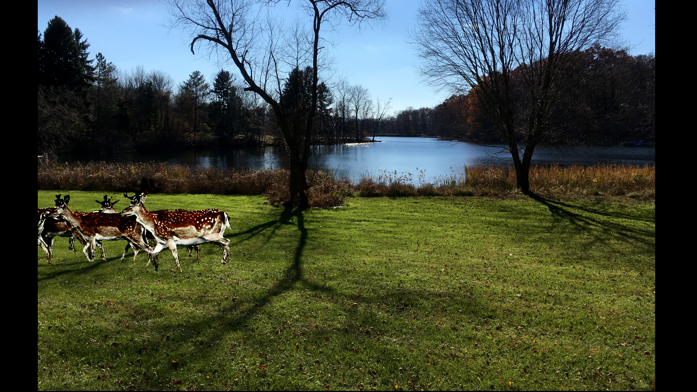 spotted deer, deep green meadow, deep
              blue Spring Lake and woods in the Pocono mountains